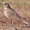 Horned Lark